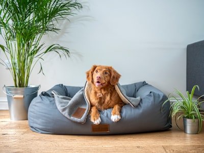 pet-friendly cleaning service in NYC